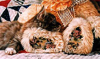 "Precious Friends" by Lesley Harrison, james lumbers, beanie babies, cherished teddies, boyds bears, harmony kingdom, barkley crossing, robert bateman, trisha romance, mary smith, shirley deville, tom sierak, les tait, adeline halvorson, collectables, collectibles, figurines, beanie buddies, beanie tag protectors,  fine art prints, limited edition prints, canadian exclusives