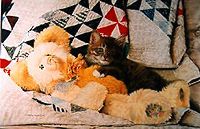 "Grandma's Treasure" by Lesley Harrison, james lumbers, beanie babies, cherished teddies, boyds bears, harmony kingdom, barkley crossing, robert bateman, trisha romance, mary smith, shirley deville, tom sierak, les tait, adeline halvorson, collectables, collectibles, figurines, beanie buddies, beanie tag protectors,  fine art prints, limited edition prints, canadian exclusives